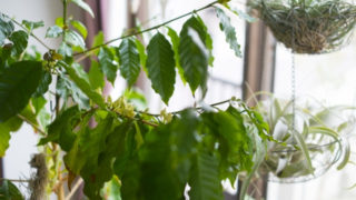 コーヒーの木 花が咲くまで