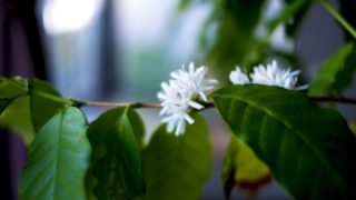コーヒーの木 花が咲かない