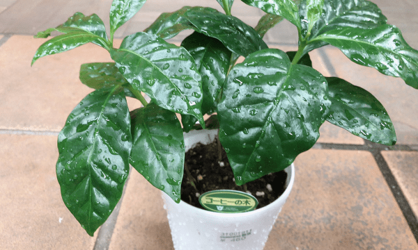 ダイソー 100均 のコーヒーの木 観葉植物の苗や土 を植え替え Coffeeroom