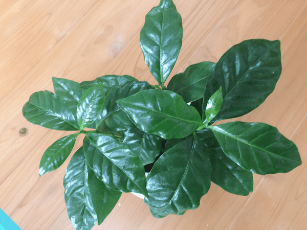 コーヒーの木 の風水効果と花言葉は 観葉植物で運気向上する置き場所6選 Coffeeroom