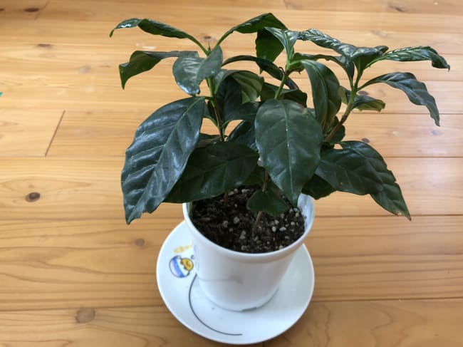 コーヒーの木 の葉が垂れる原因はこれ すぐ復活できます Coffeeroom